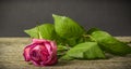 Withering pink rose Royalty Free Stock Photo