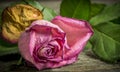 Withering pink rose Royalty Free Stock Photo