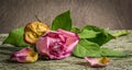 Withering pink rose Royalty Free Stock Photo