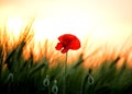 Withering poppy among wheat ears. Soft sunlight, dark photo. Soft focus. Royalty Free Stock Photo