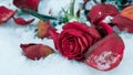 Withering red rose on white snow