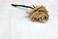 Withering rose on white. One beige old rose. Fading flower. The end of the flowering stage.