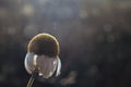 withering solitary camomile or daisy flower in sparkling light isolated in front of dark background creates a feeling of sorrow