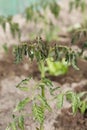Withering tomato seedlings plant quality control with abnormal conditions of high temperatures and lack of water