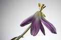 Withering tulip flower on a white