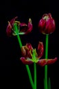 Withering tulips against dark background 