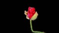 Withering Wild Poppy Flower