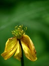 Withering yellow flower.