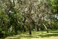 Withlacoochee State Forest Royalty Free Stock Photo