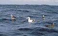 Grote Albatros, Wandering Albatross, Diomedea exulans, Witkapalbatros, Shy Albatross, Thalassarche cauta Royalty Free Stock Photo