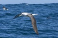 Witkapalbatros, Shy Albatross, Thalassarche cauta Royalty Free Stock Photo