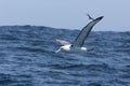 Witkapalbatros, Shy Albatross, Thalassarche cauta