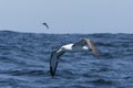 Witkapalbatros, Shy Albatross, Thalassarche cauta