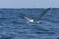 Witkapalbatros, Shy Albatross, Thalassarche cauta Royalty Free Stock Photo