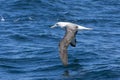 Witkapalbatros, Shy Albatross, Thalassarche cauta