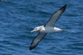 Witkapalbatros, Shy Albatross, Thalassarche cauta Royalty Free Stock Photo