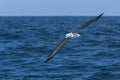 Witkapalbatros, Shy Albatross, Thalassarche cauta Royalty Free Stock Photo