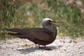 Witkapnoddy, Black Noddy, Anous minutus Royalty Free Stock Photo