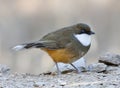 Witkeel-lijstergaai, White-throated Laughing-Thrush, Garrulax al Royalty Free Stock Photo