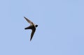 Witkraaggierzwaluw, White-collared Swift, Streptoprocne zonaris Royalty Free Stock Photo