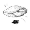 Witloof vector drawing set. Isolated hand drawn belgian endive.
