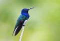 Witnekkolibrie, White-necked Jacobin, Florisuga mellivora