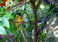 Black-headed Bulbul (Pycnonotus atriceps): Avian Elegance in Asian Woodlands