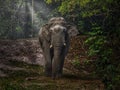 Title: Majestic Asian Elephant Strolling Through the Enchanting Forest