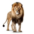 Side view of a male lion, Panthera leo, standing against white background