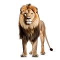 Male lion standing on hind legs and looking at camera isolated on white