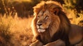 Regal Majesty: A Majestic Lion Resting in the Serene African Savanna Royalty Free Stock Photo