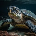 Green Sea Turtles in the Emerald Waters Royalty Free Stock Photo