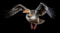 Graceful Wings: A Greylag Goose in Flight