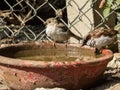 Sparrows Beating the Heat: Cooling Off Together Royalty Free Stock Photo