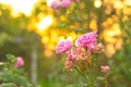 Radiant Elegance: Pink Rose in the Glow of Sunset Light Royalty Free Stock Photo