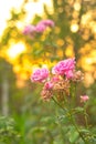 Radiant Elegance: Pink Rose in the Glow of Sunset Light Royalty Free Stock Photo