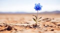 Desert\'s Hidden Jewel: A Lone Blue Blossom Amid the Arid Expanse