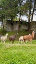 Graceful Grazers: Llama Parade on Green Canvas Royalty Free Stock Photo