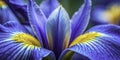 Witness the Delicate Dance of Spring A Stunning TimeLapse of a Blue and Yellow Iris Blooming Captured in Royalty Free Stock Photo