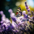 Graceful Encounter - Butterfly on Lavender Blossom