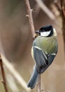 Charming Great Tit of the Emerald Isle: Rare Sighting of Parus Major in the Republic of Ireland