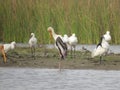 A Tapestry of Avian Elegance: Painted Storks, Spoonbill, and Black-headed Ibis by the Lakeside