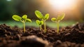 Sunlit Growth: Close-Up of Four Seeds Sprouting with Hope