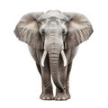 Graceful African Elephant Standing Tall Against Pristine White Background