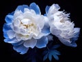 White Blue Peony Flowers Embracing a Black Symphony