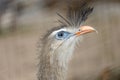 Rare Sighting of Red-legged Seriema in Brazil: Cariama cristata Spotted in the Wild Royalty Free Stock Photo