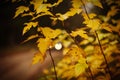 Golden Symphony: Autumn\'s Embrace with Yellow Leaves on Branches
