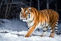 Majestic amur tiger striding through snowy wilderness