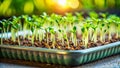 Witness the Marvel of Miniature Germination Tiny Sprouting Seeds Transform a Seed Starter Tray into a Thriving Royalty Free Stock Photo