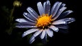 Marquerite Daisy against a plain black backdrop Royalty Free Stock Photo